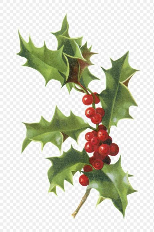 Festive holly leaves transparent png - 1232668