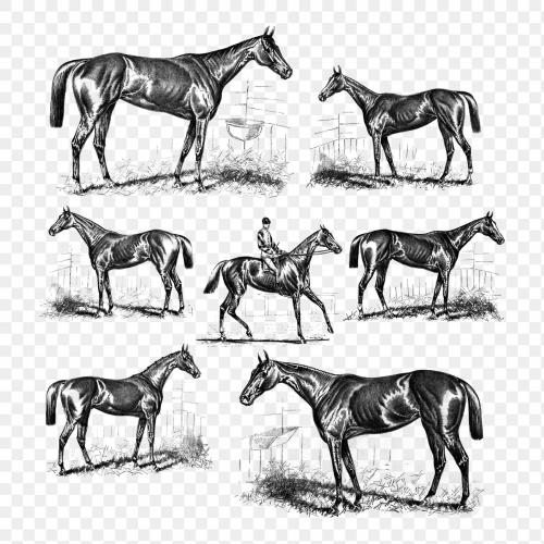 Set of horses illustration - 1232794