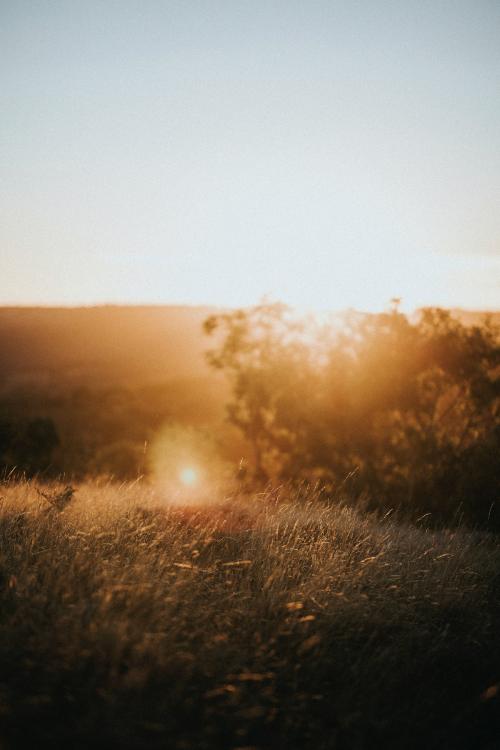 View of a brown grass field - 598222