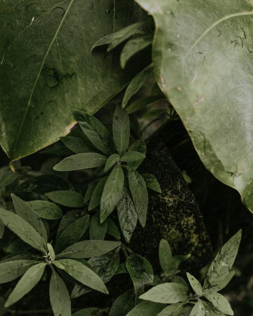 Various tropical leaves in a garden - 598243