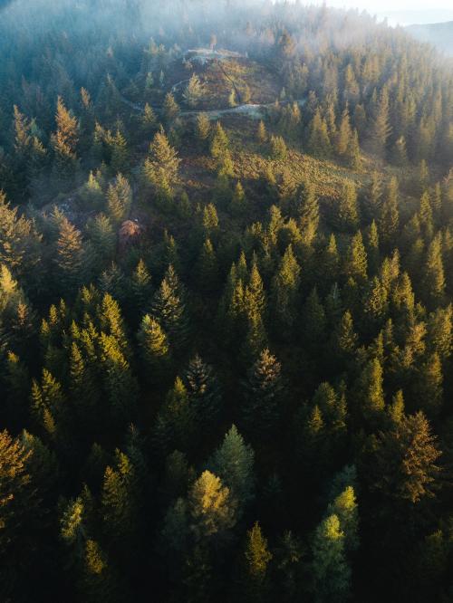 Drone view of Whinlatter Forest park at the Lake District in England - 935834