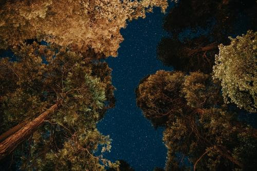 Night view of treetops at Yosemite National Park, United States - 1221485