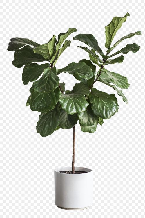 Fiddle leaf fig tree design element - 1224506