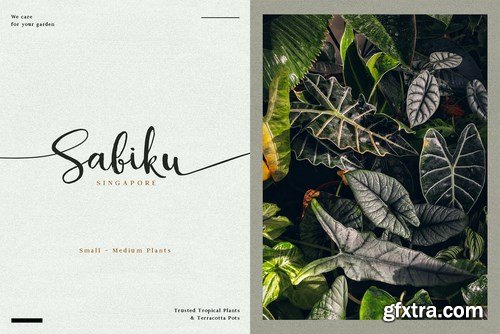 Alocasia-Trio Font Combination