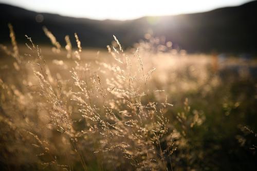 Field of grass during sunset - 1227144