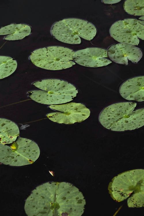 Water lily leaves in a lake - 1230564