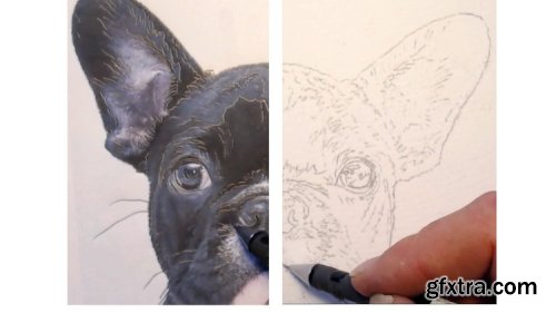 Tracing for drawing and painting a dog portrait how to trace