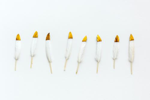 Golden white feathers on a white background collection - 1231232