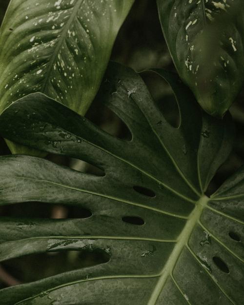 Close up of green split leaf philodendron - 598239