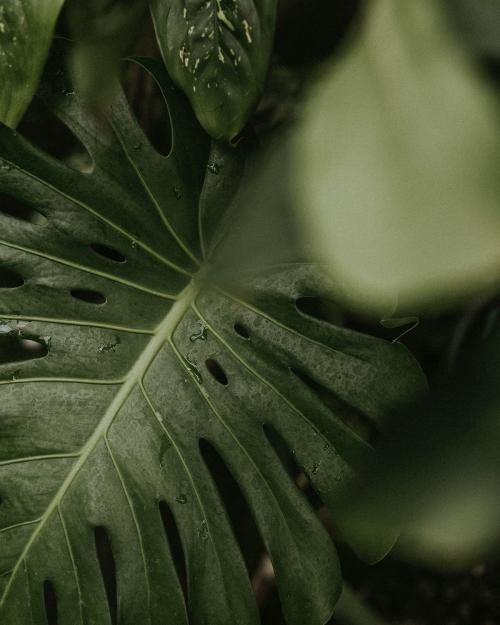 Close up of green split leaf philodendron - 598348