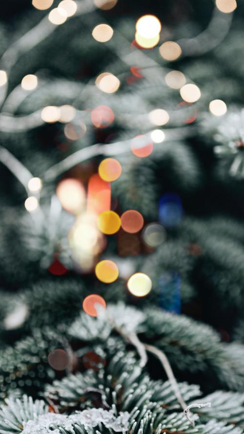 Closeup of spruce covered with snow - 1229623