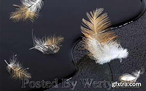 3D models modern golden feathers black tv background wall