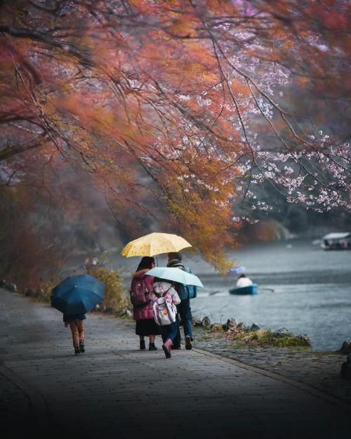 Japanese family in a sakura park - 843887