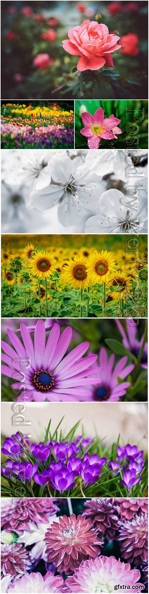 Beautiful blooming flowers