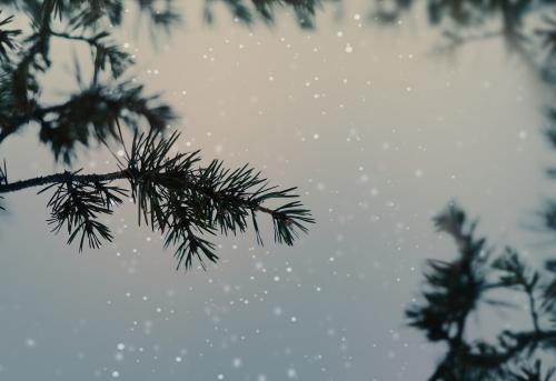 Pine branches in a snowy day background - 1229700