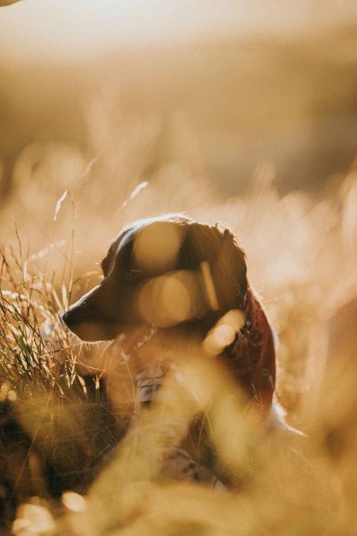 Dog in a brown grass field - 598382