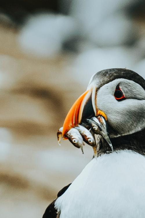 Closeup of a puffin with fish in its beak - 1205939