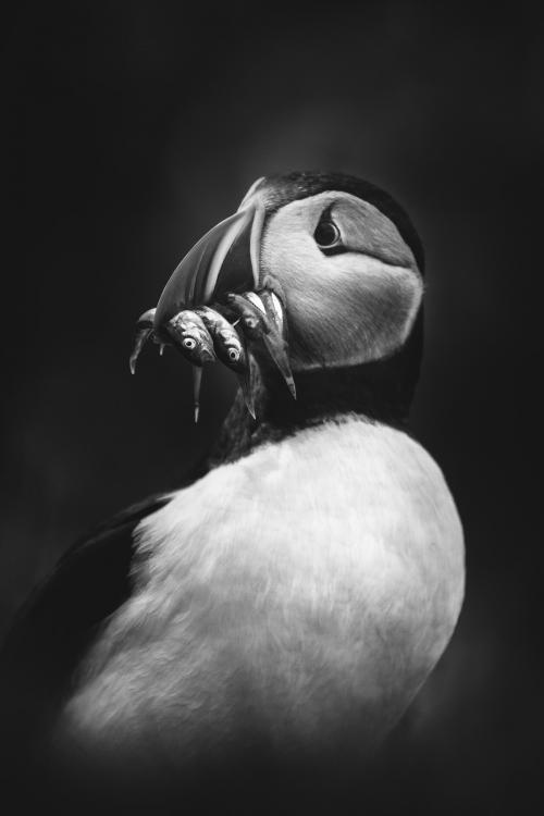 Closeup of a puffin with fish in its beak - 1205962