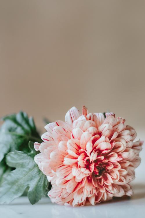 Chrysanthemum PIP salmon on a white table - 1207789