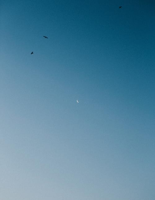 Birds flying over the blue sky phone wallpaper - 1215540