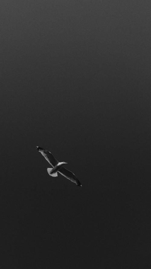 Bird flying under the sky mobile phone wallpaper - 1215655