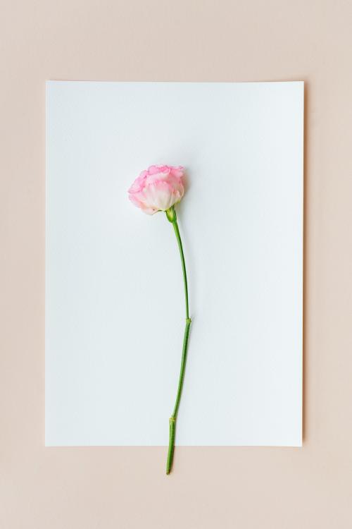Pink carnation on a white paper - 1207673