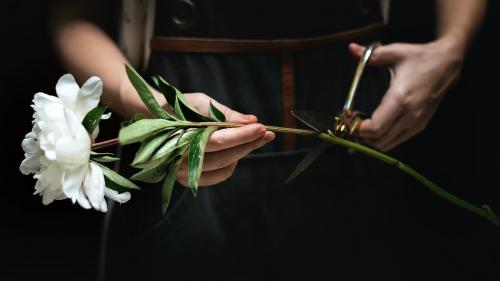 Florist cutting the stem of a white flower - 1207791