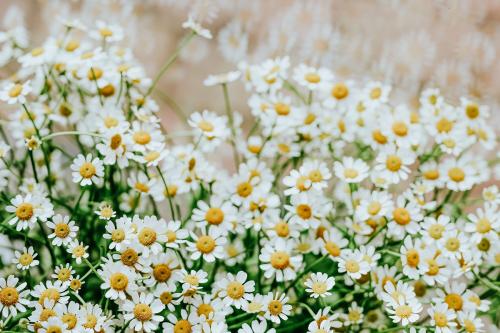 Bunch of chamomile in a flower shop - 1198297