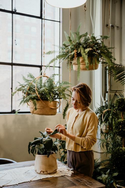 Woman taking care of her plants in a glasshouse - 1200519