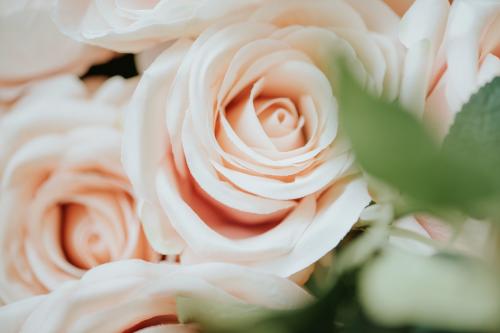 Light orange rose pattern background macro shot - 1204173