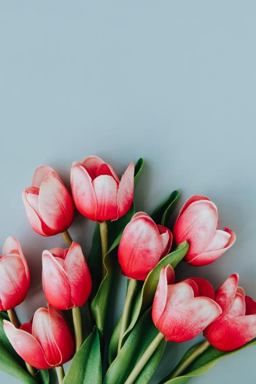 Red and white tulip on blank blue background template - 1204179