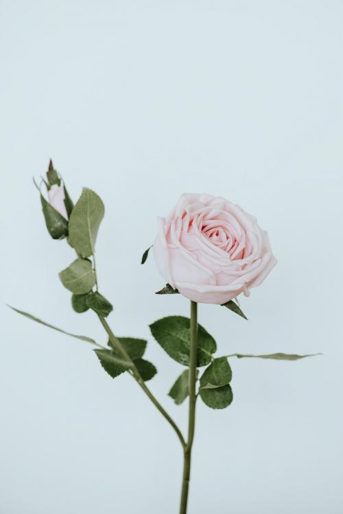 Light pink rose flower on white background - 1204276