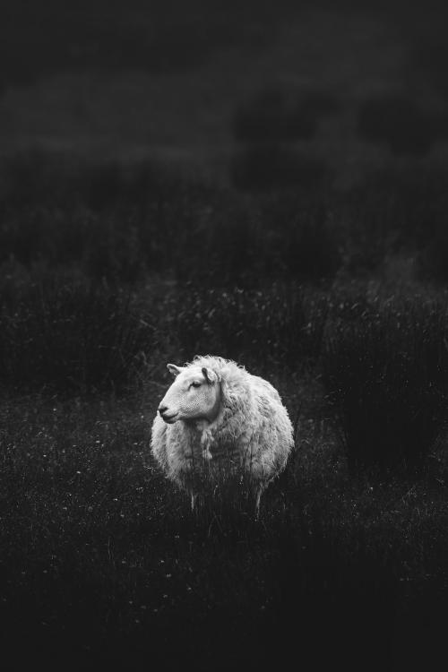 Scottish sheep standing alone on a field grayscale - 1204775