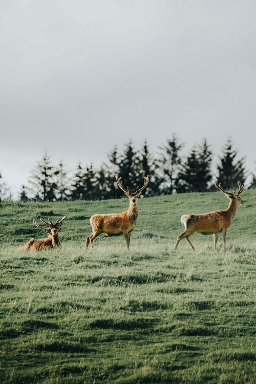 A herd of deer in a field - 1204778