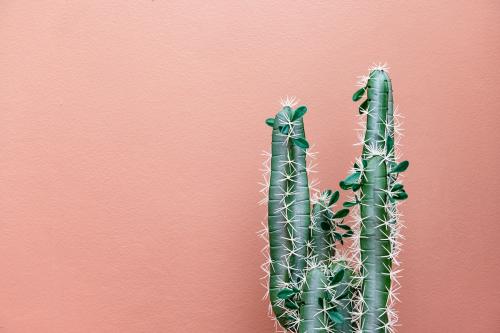 Cactus on a pastel pink background - 1215305