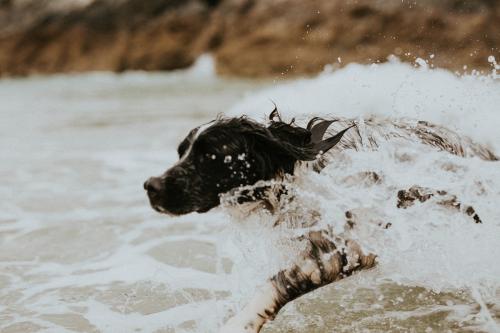 Cheerful dog enjoying the sea - 1215532