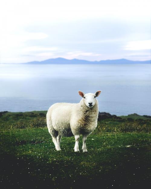 Fluffy white sheep in the grasslands of UK - 1017173