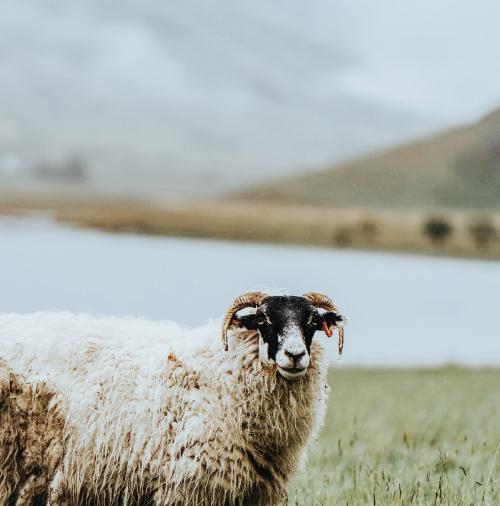 Scottish Blackface sheep at Talisker Bay on the Isle of Skye in Scotland - 1077873