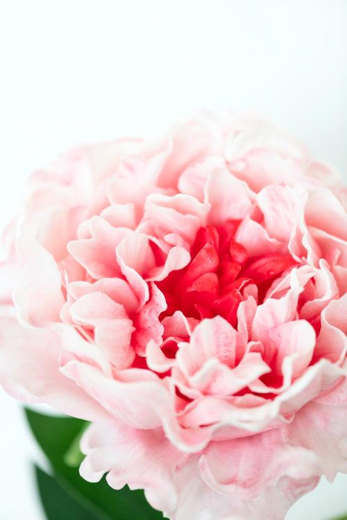 Closeup of pink peony on white background - 1204155