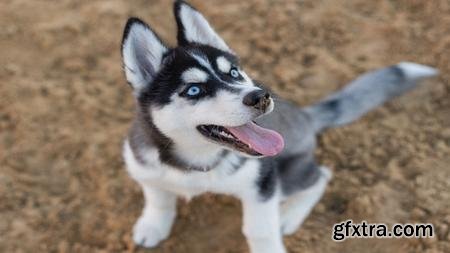 How To Choose And Train Your Next Dog A Course For Pet Lover