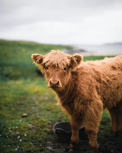 Scottish Highland calf in the field - 1204718