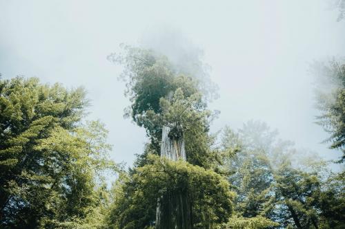 Redwood forest in a mist, California USA - 1204741