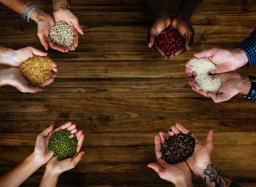 Hands holding different kind of seed and grain - 6313