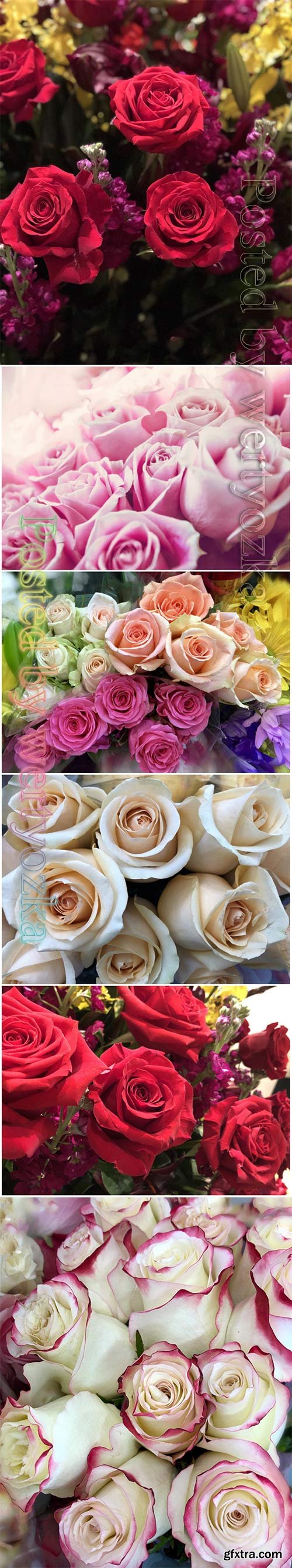 Roses beautiful stock photo