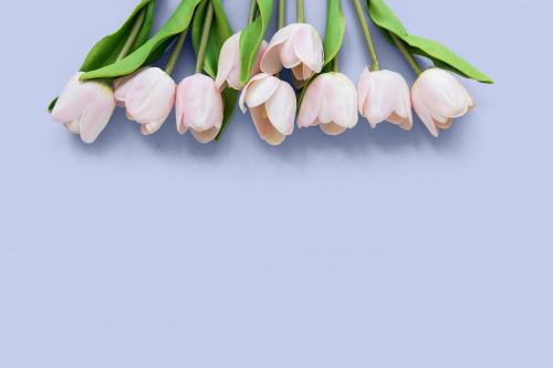 Light pink tulips on pastel purple background mockup - 1204183