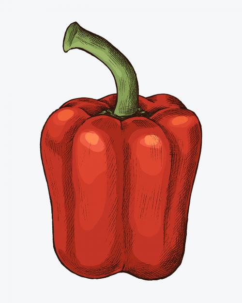 Fresh organic red bell pepper illustration - 1208971