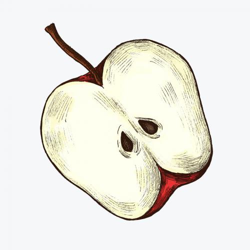 Freshly sliced ripe apple illustration - 1209011