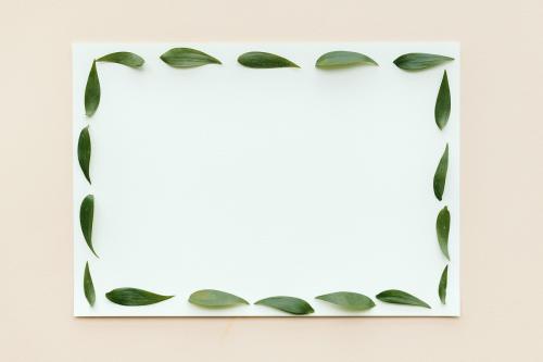 Ruscus leaves frame on white paper mockup - 1209306