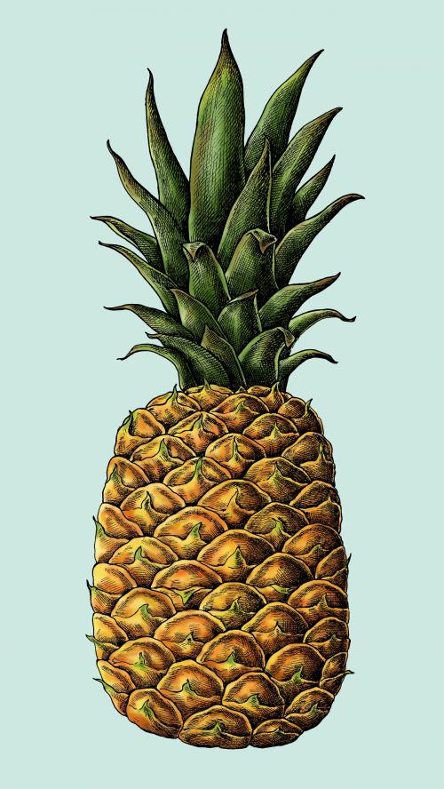 Fresh prickly pineapple drawing illustration - 1016461