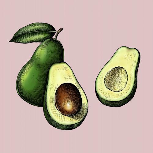 Sliced ripe green avocado illustration - 1016472